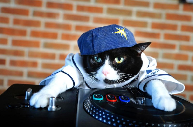 Самые крутые кошки