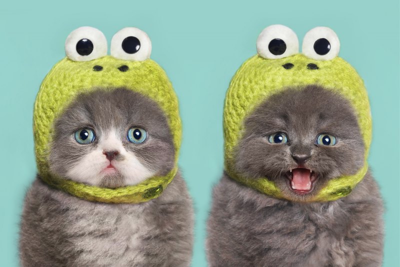 Кот в шапке