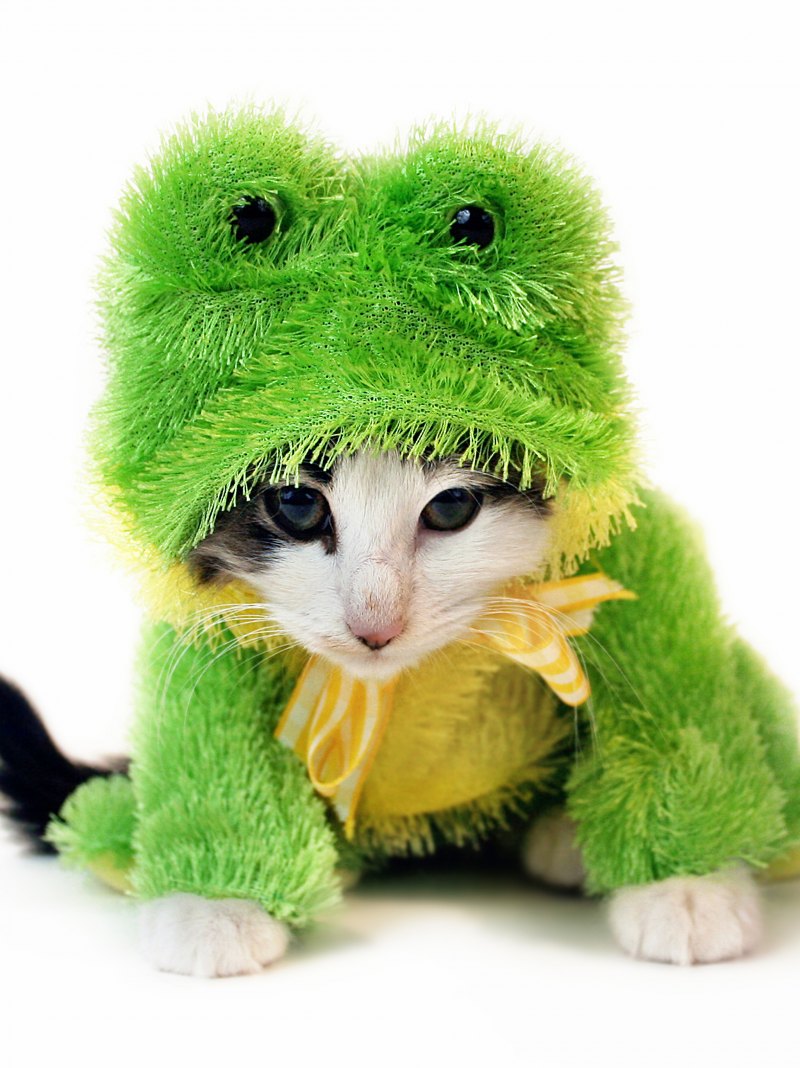 Крутые коты