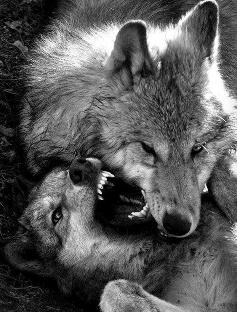 С волками по Волчьи