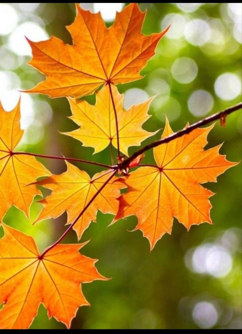 осень кленовые листья картинки