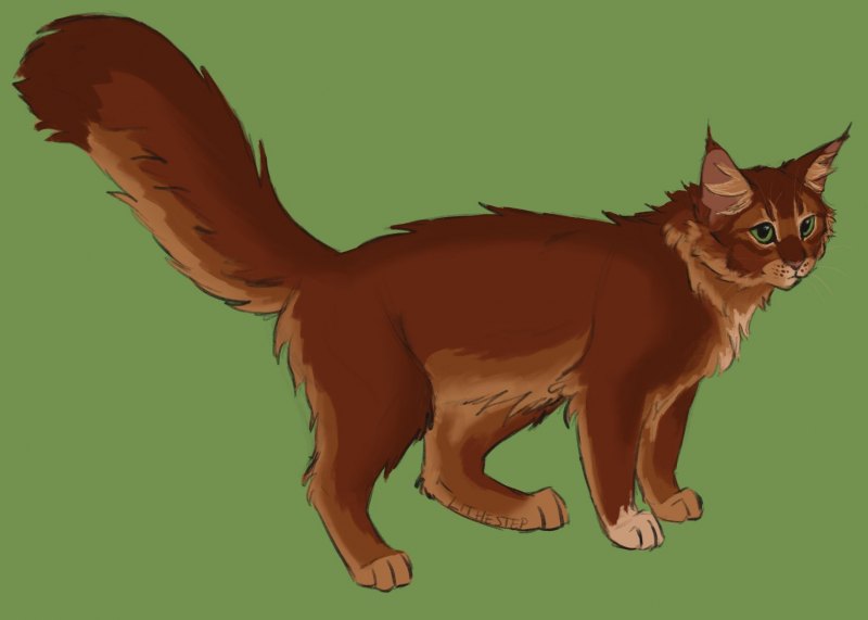 Коты Воители белка