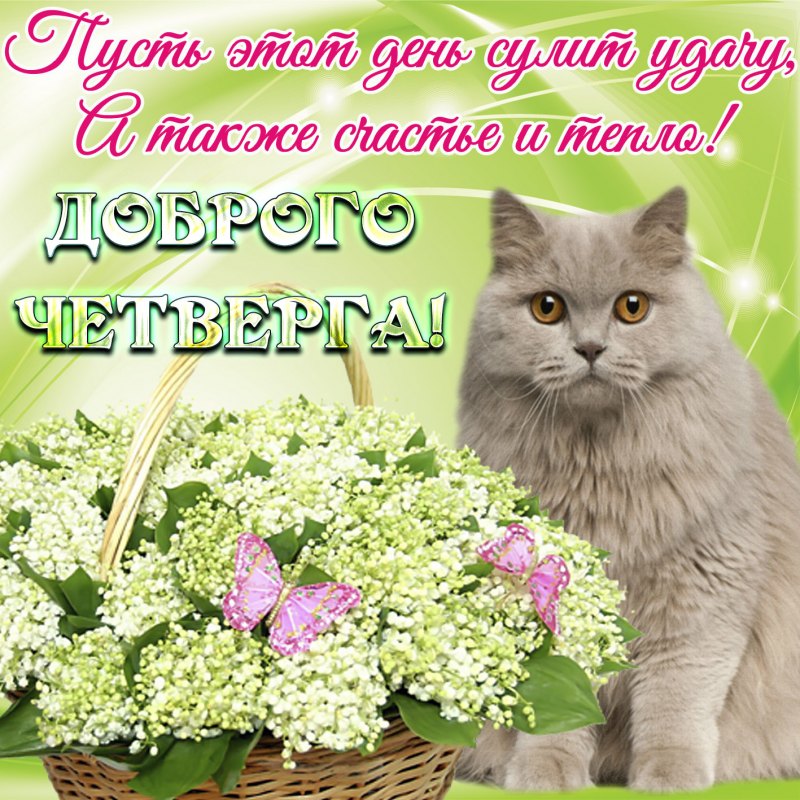 Пожелания с добрым утром четверг