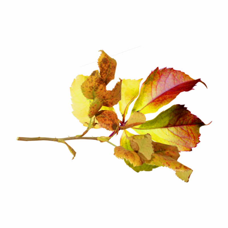 Кластер осень