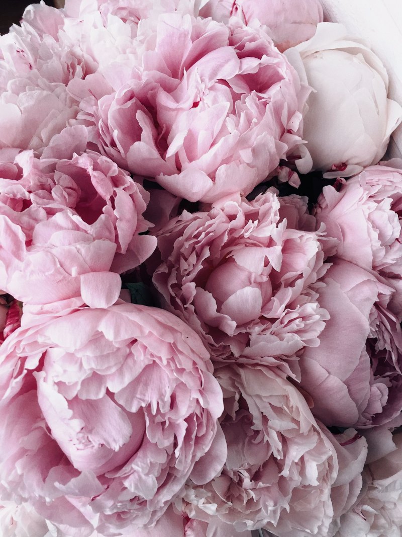 Пионовидная роза Peony Pink