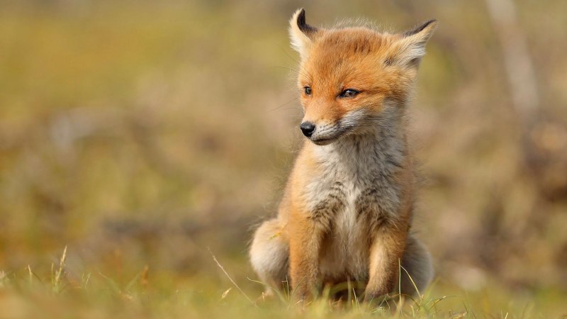 Неоновый Лис