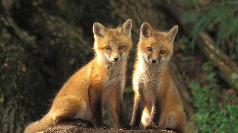 Обои на телефон лисы