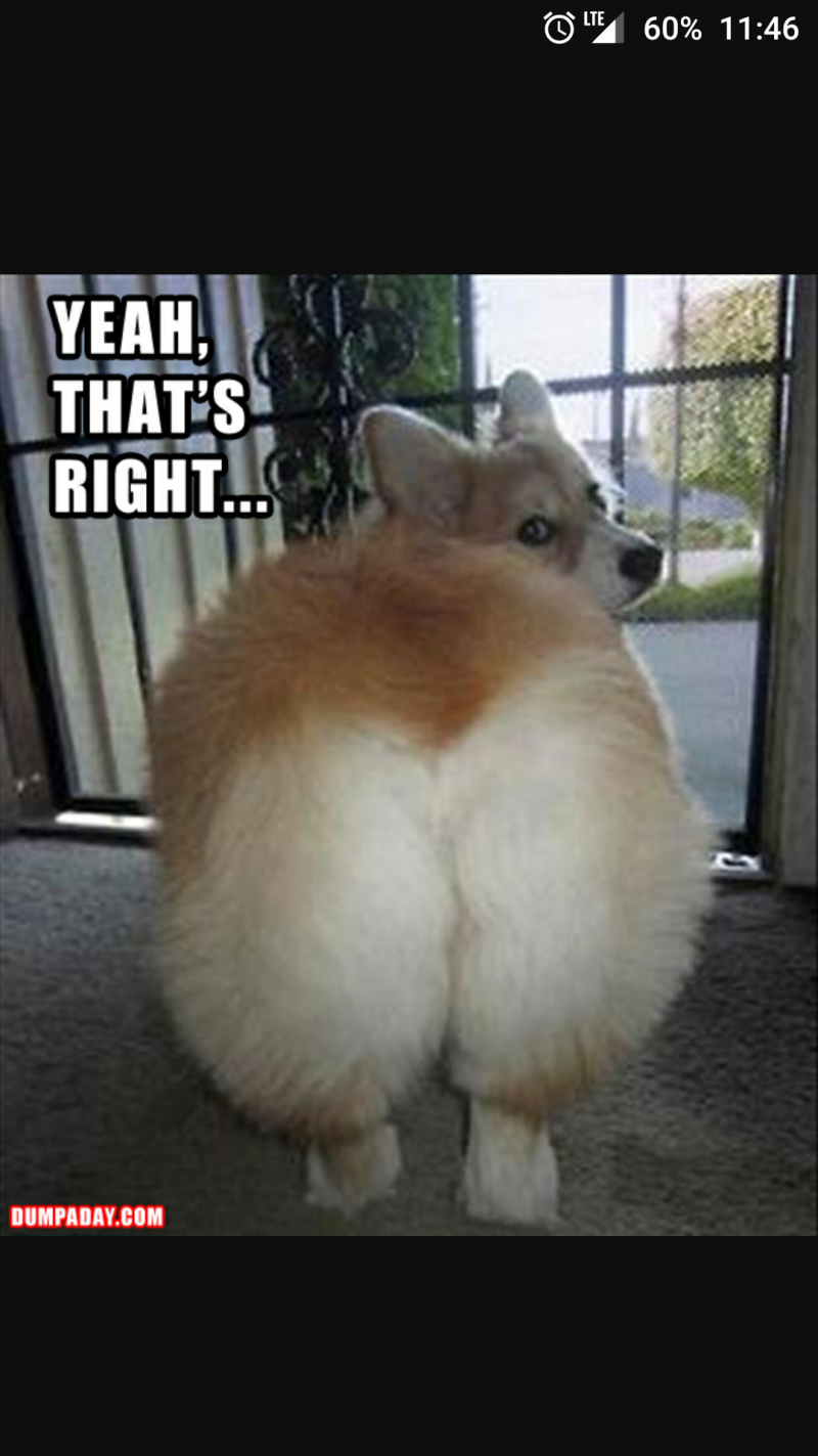 Fluffy butt корги