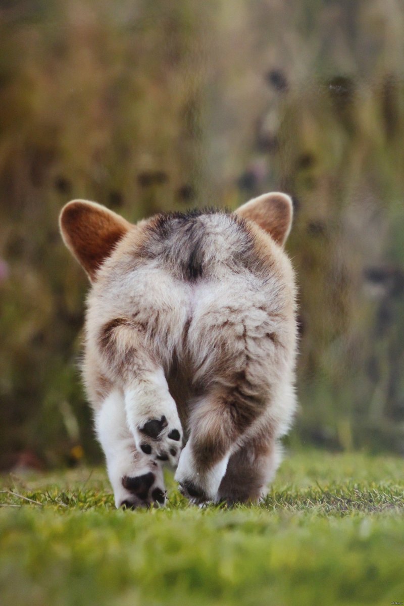 Смешные попы животных