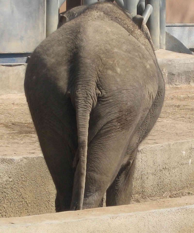 Зад животных