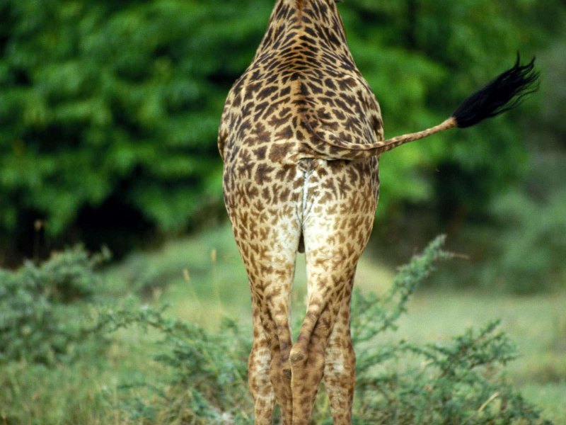 Жираф хвост