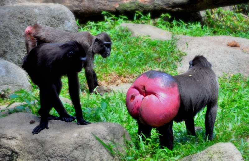 Хохлатый павиан