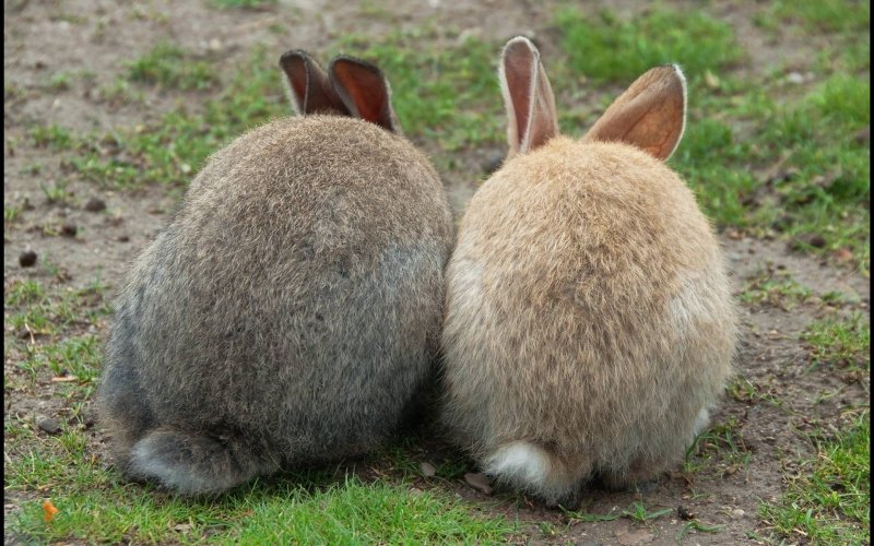 Кроличий хвост