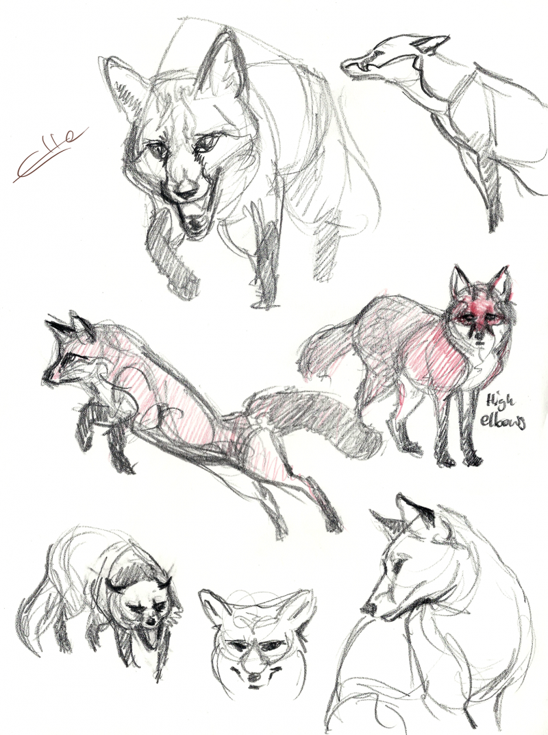 Feral Fox референс