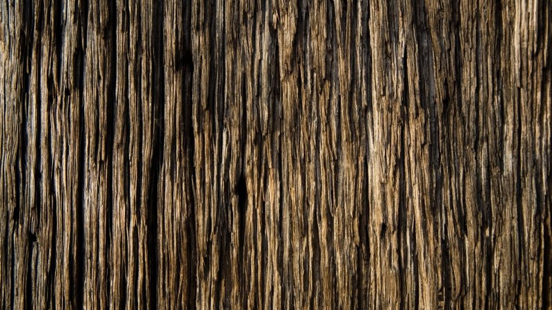 Как создать текстуру дерева в блендере