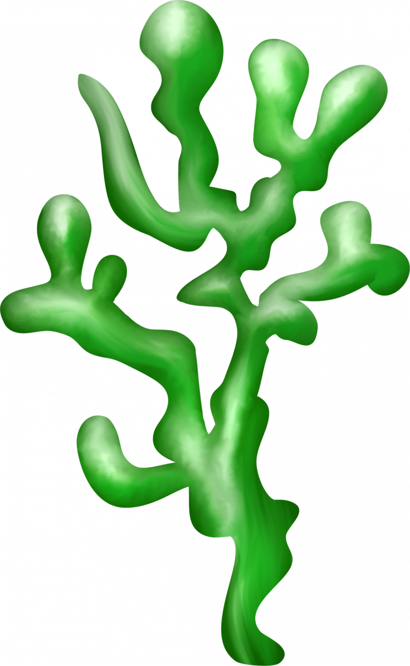 Картинка водорослей для детей на прозрачном фоне
