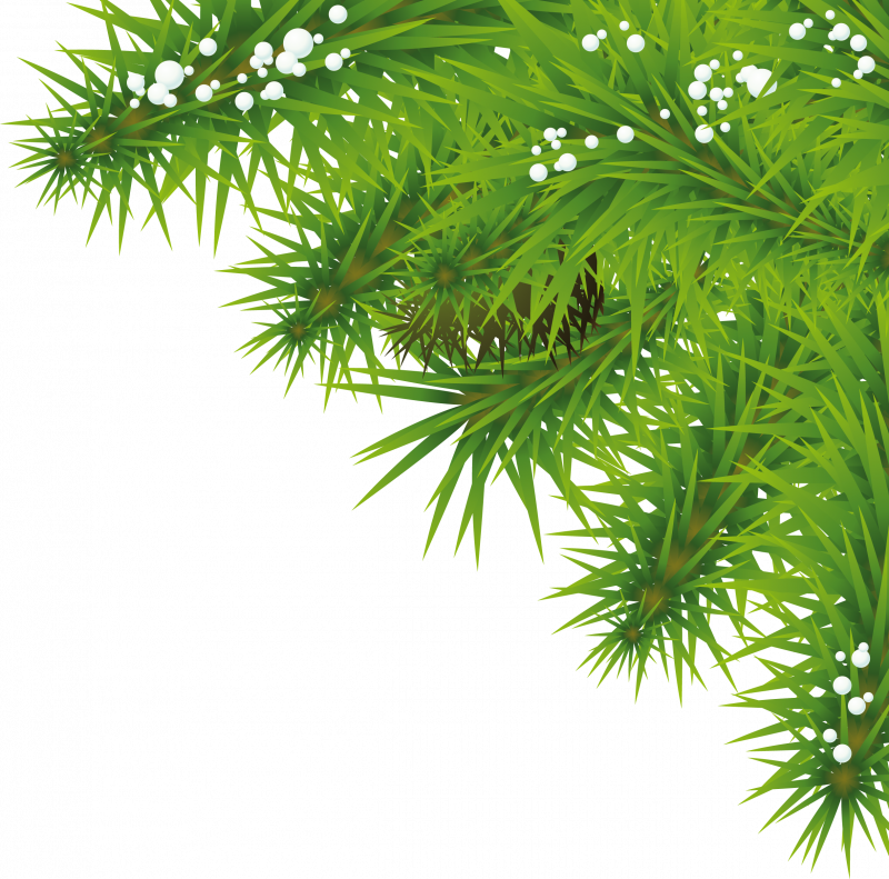 Ветка Еловая