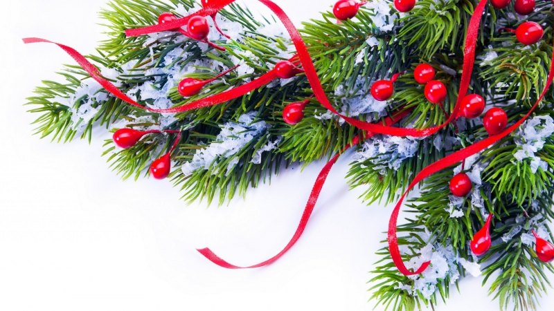 Ветка Еловая