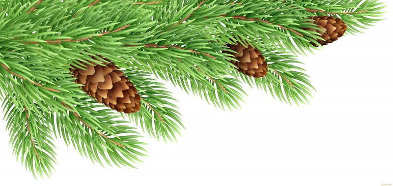 Ветка елки с шишками