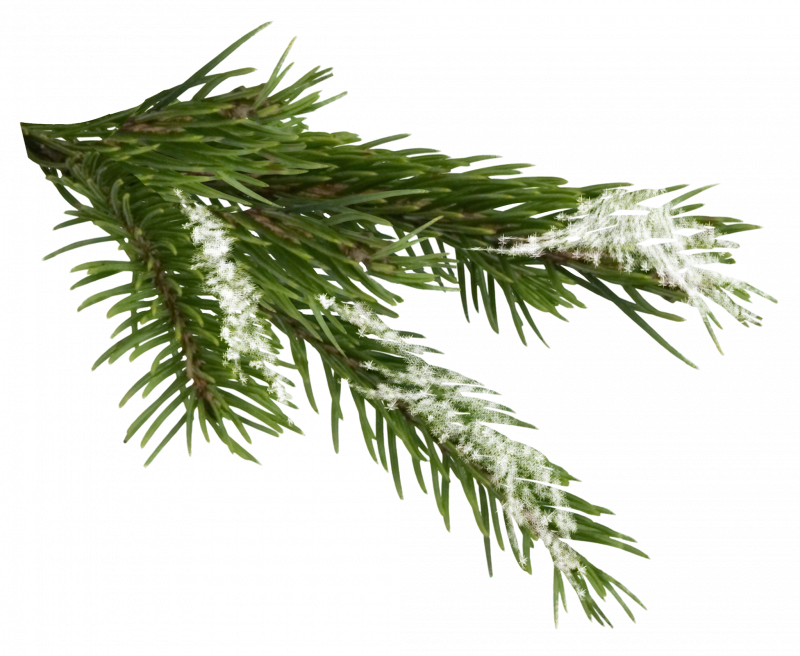 Ветка Еловая