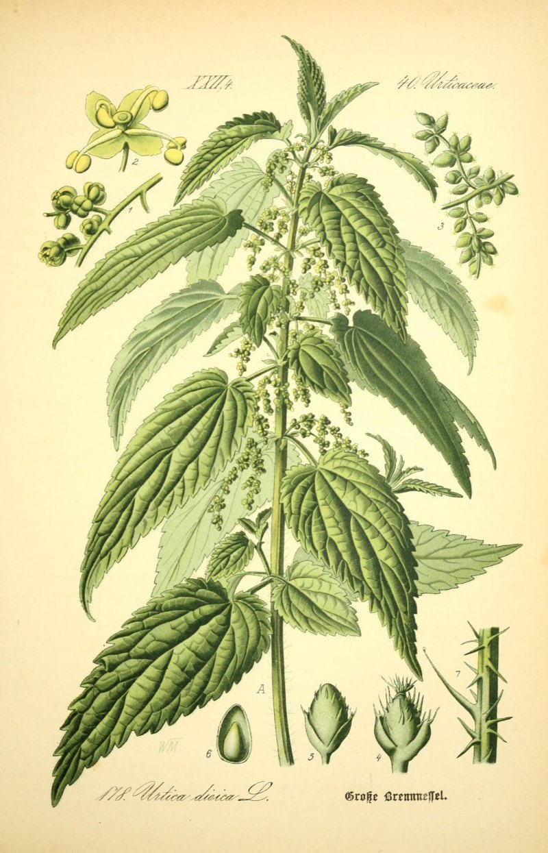 Крапива (Urtica dioica)