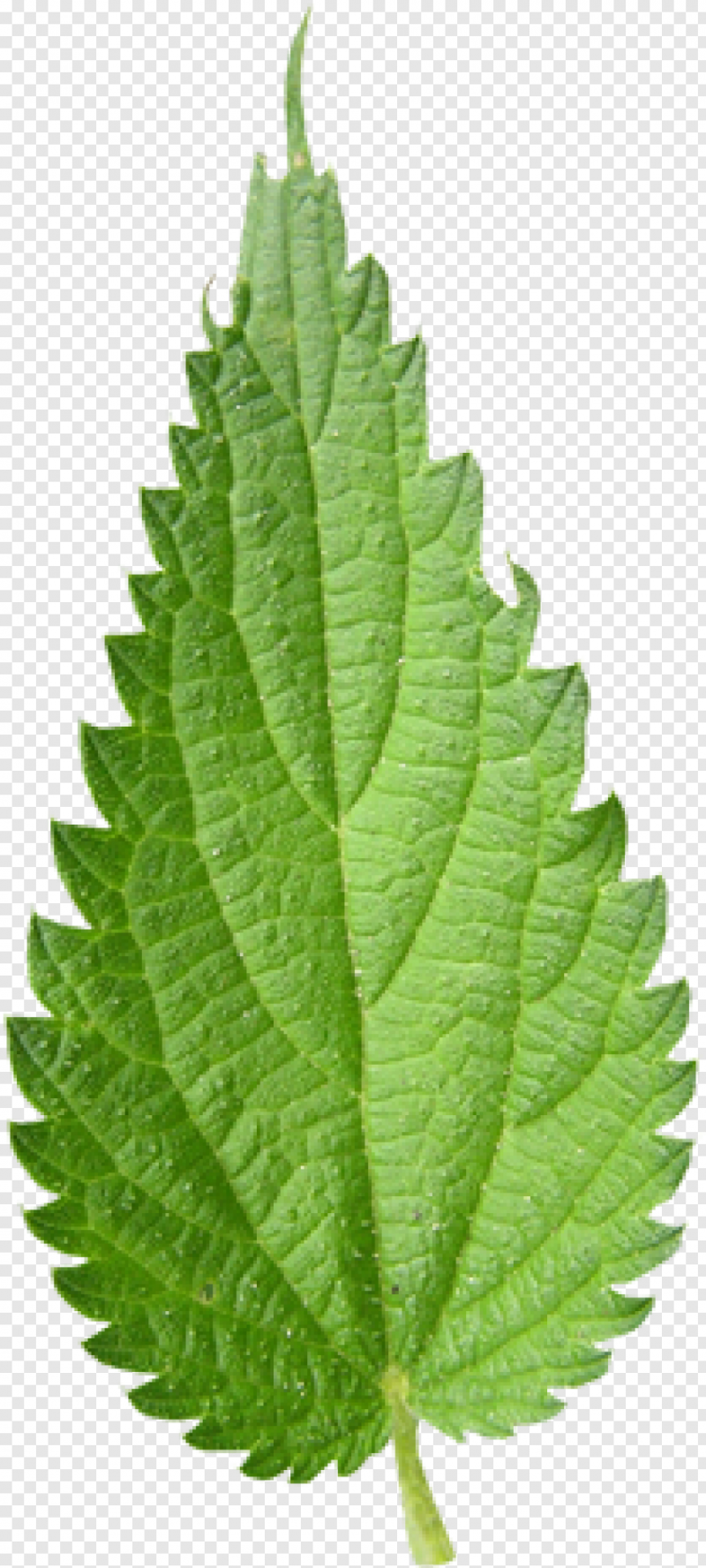 Крапива лист