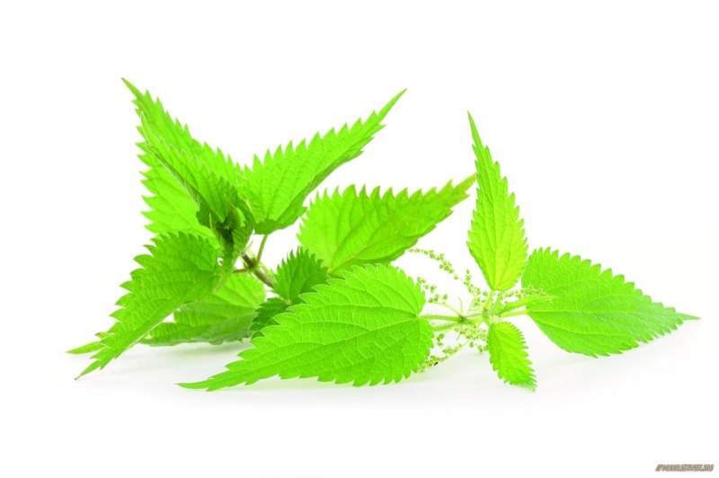 Крапива двудомная на белом фоне