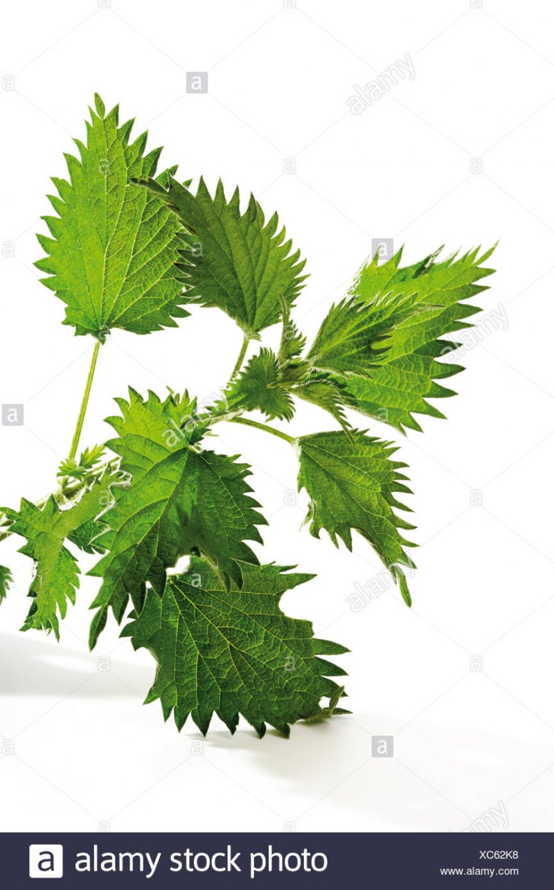 Ветка крапивы