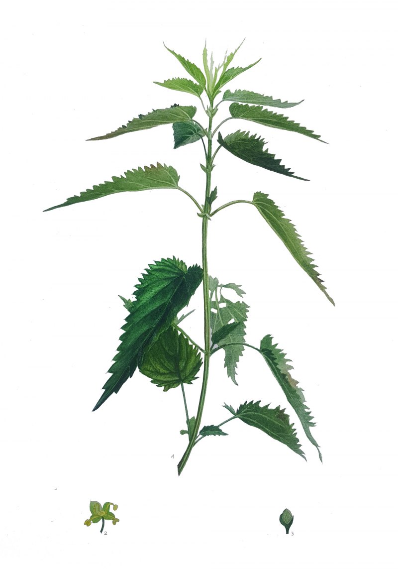 Крапива и Мелисса