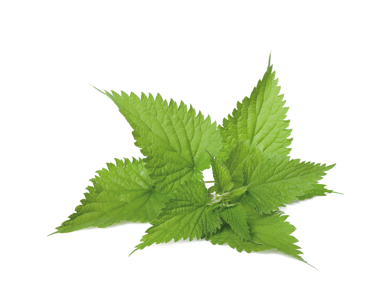 Крапива двудомная