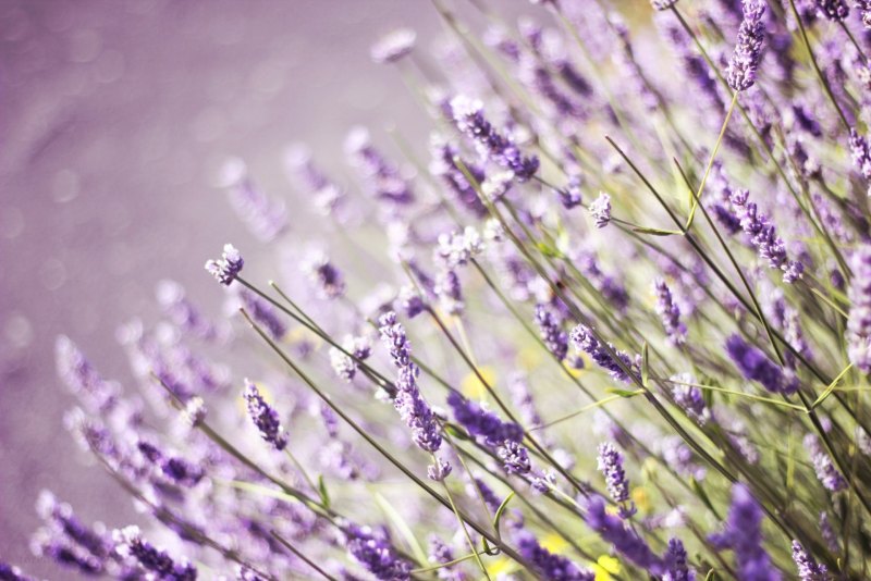 Spa Oil Lavanda