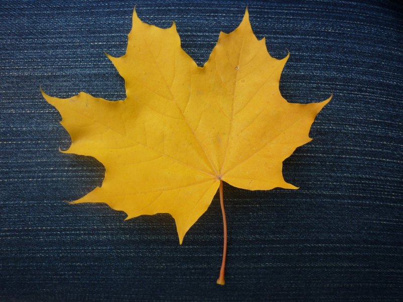 Кленовый лист лист