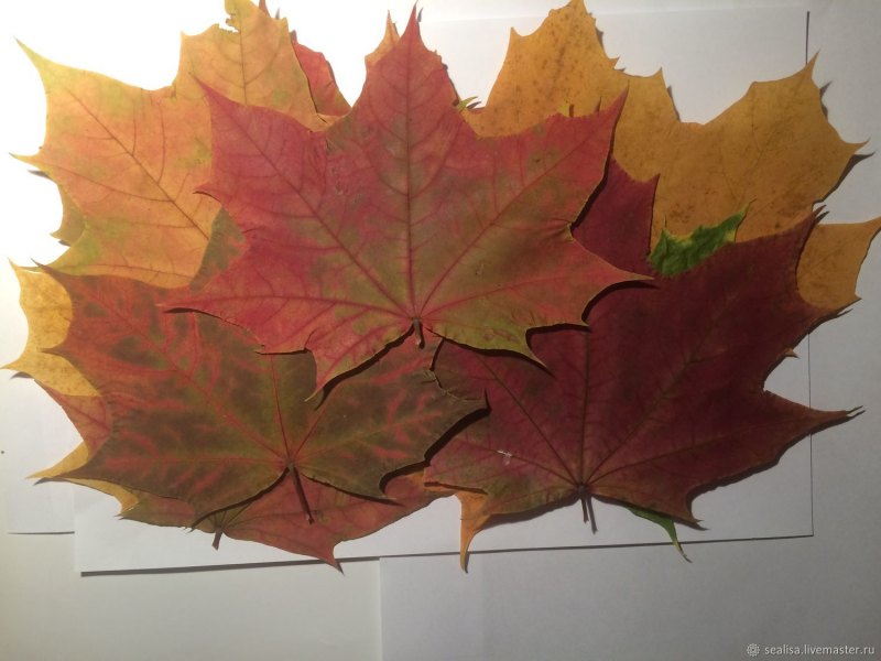 Кленовые листья большие