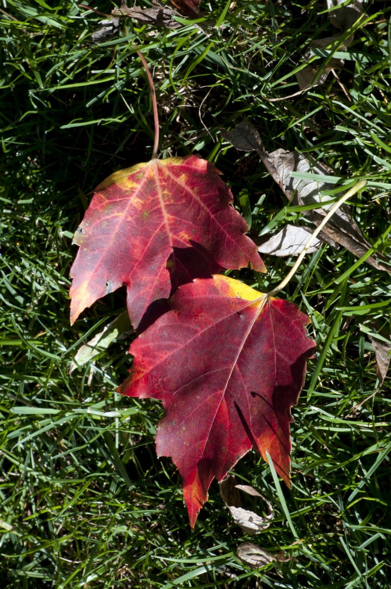 Клен с красными листьями