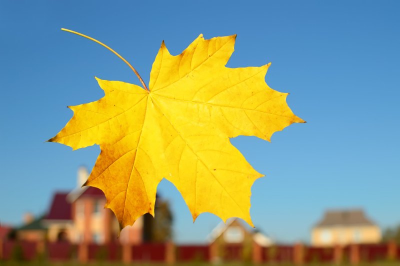 Осенние кленовые листочки