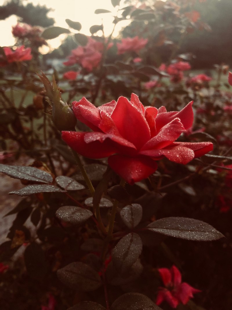 Эстетичные цветы