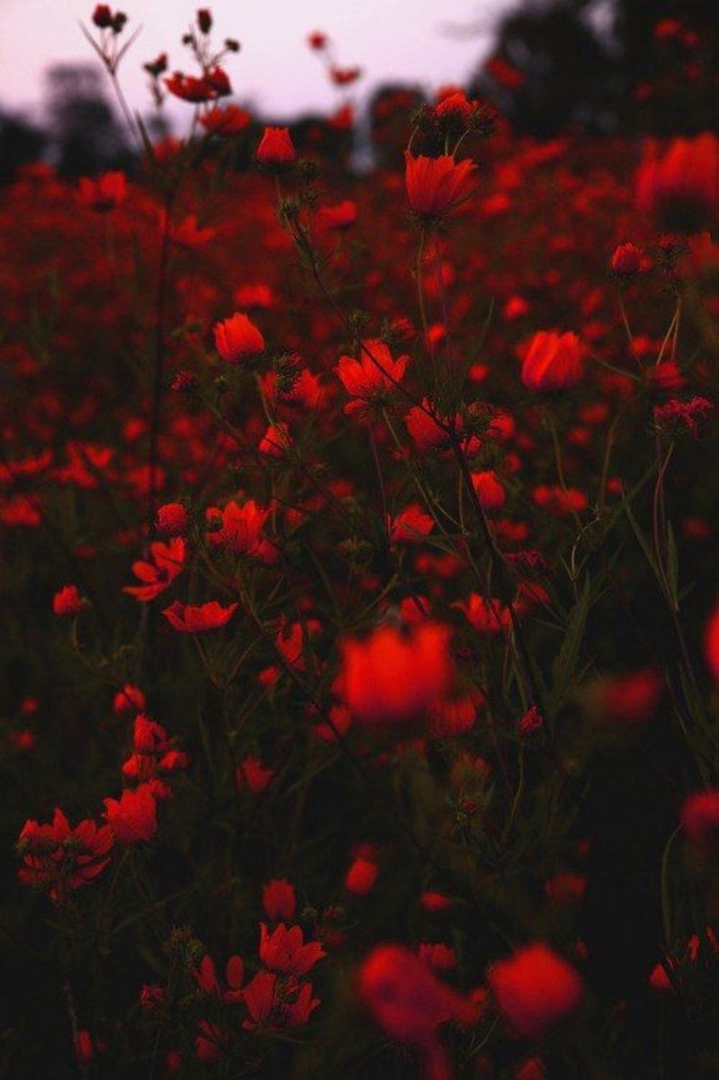 Эстетика красных цветов