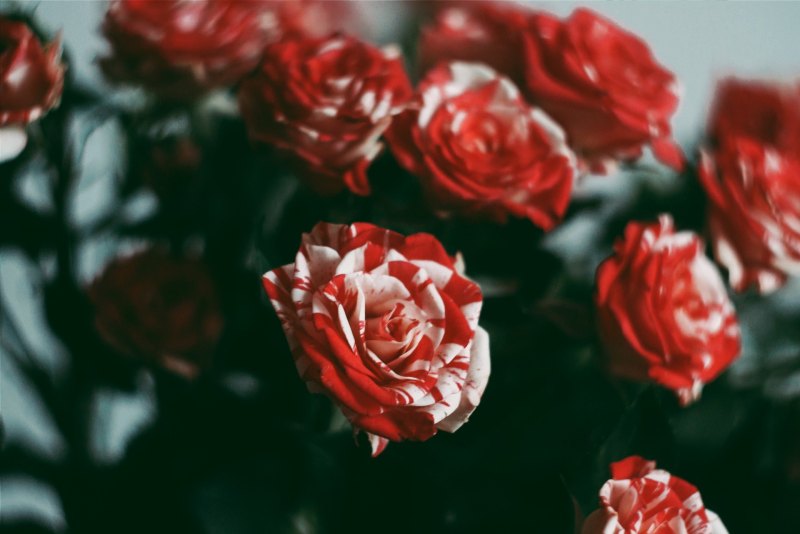 Розочка для айфона