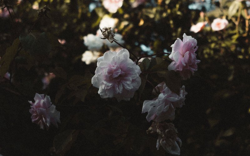 Обои на телефон Эстетика