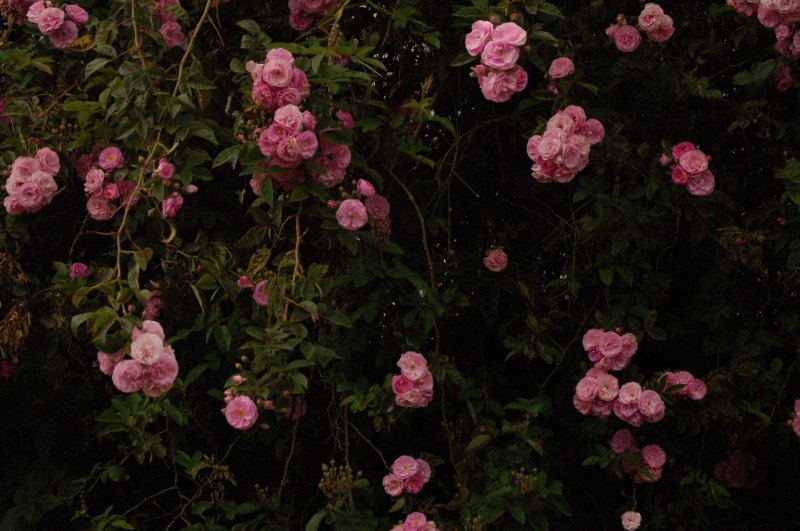 Мрачные цветы