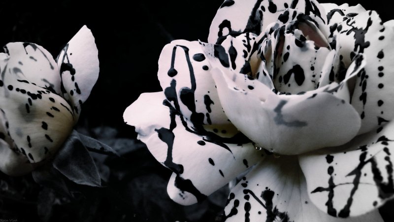 Эстетические цветы