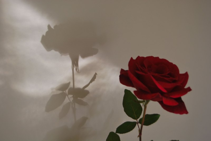 Шапка для твиттера цветы