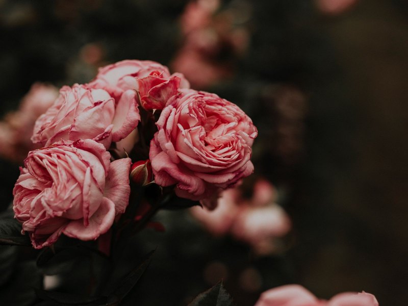 Розовые цветы на сером фоне