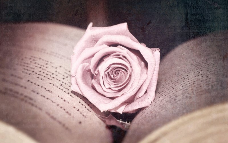 Розы Эстетика