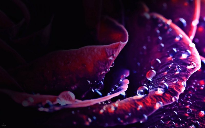 Розовый тон