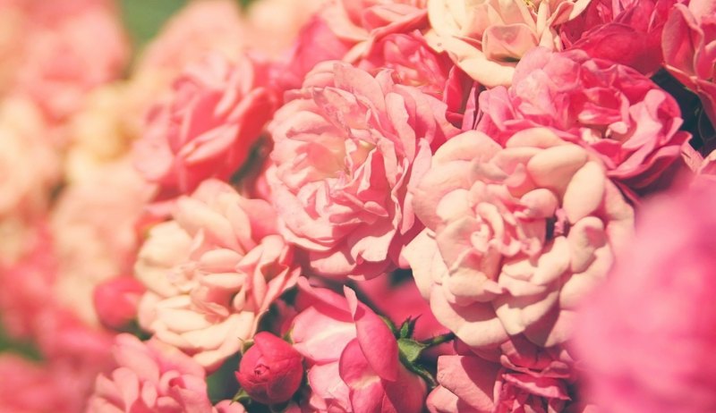 Бежевые цветы Эстетика