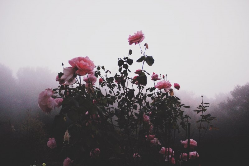 Пепельная роза