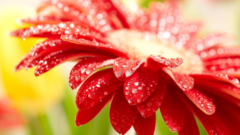 Заставка на рабочий стол цветы