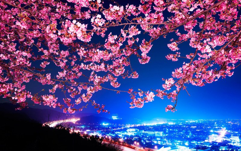 Черри блоссом обои