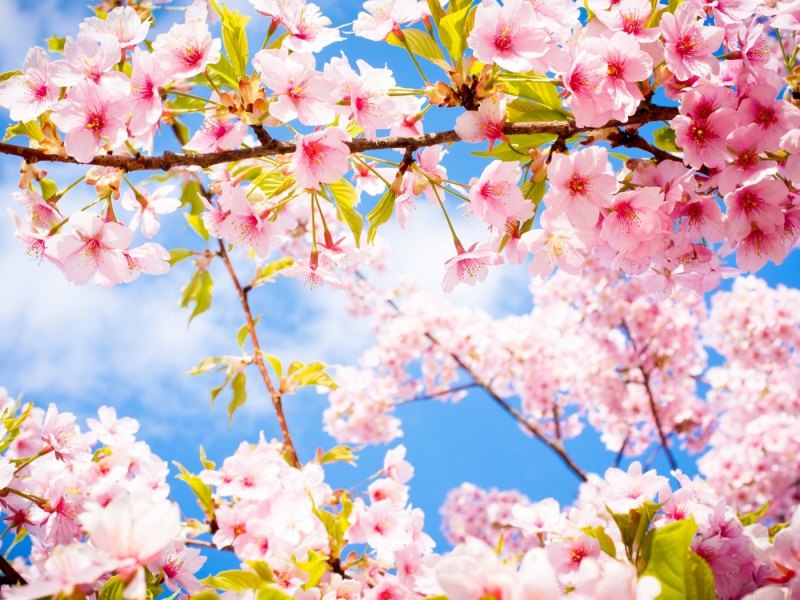 Телевизор Toshiba 43u7750ev